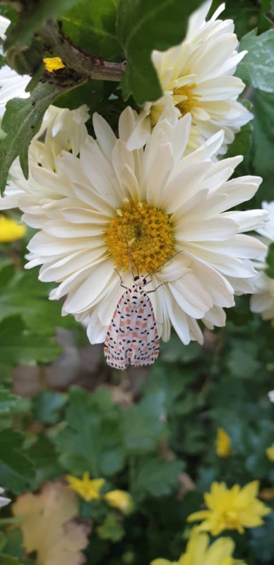 گل های پاییز - مهری وحیدی آذر -  Autumn Flowers - Mehri Vahidi Azar